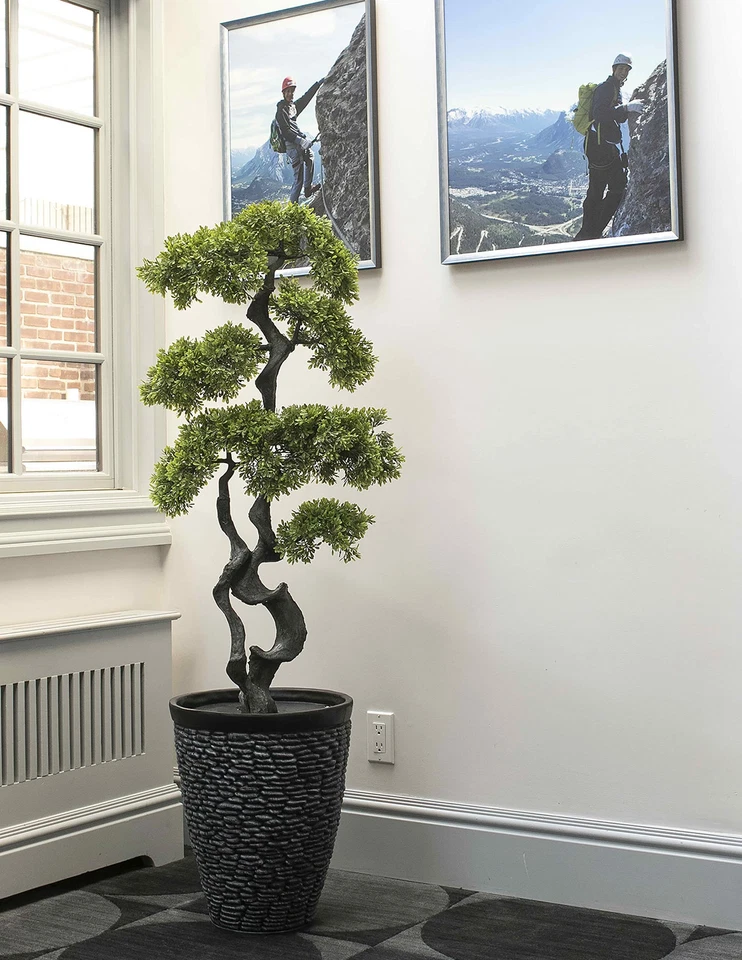 Top 10 Luxurious Indoor Plants Under $500 That Transform Your Space